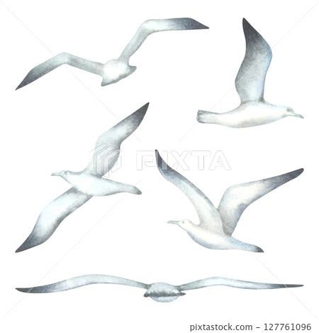 Set of flying seagulls in various poses. Hand drawn watercolor illustration of seabirds in monochrome colors on isolated background. The theme of sea fishing. For invitations and cards in marine style Set of flying seagulls in various poses. Hand drawn watercolor illustration of seabirds in monochrome colors on isolated background. The theme of sea fishing. For invitations and cards in marine style 127761096