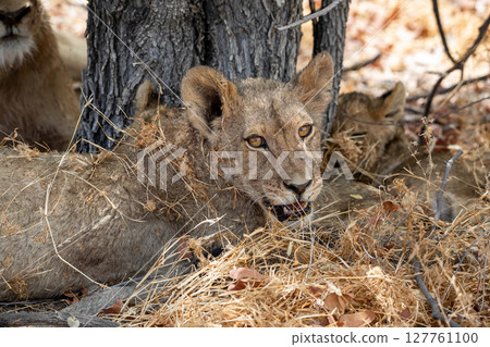 Lion at Etosha National Park, Namibia 127761100