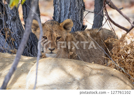 Lion at Etosha National Park, Namibia Lion at Etosha National Park, Namibia 127761102