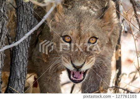 Lion at Etosha National Park, Namibia Lion at Etosha National Park, Namibia 127761103