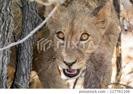 Lion at Etosha National Park, Namibia Lion at Etosha National Park, Namibia 127761106