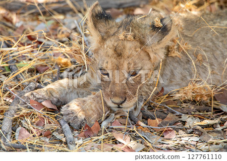 Lion at Etosha National Park, Namibia Lion at Etosha National Park, Namibia 127761110