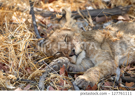Lion at Etosha National Park, Namibia 127761111