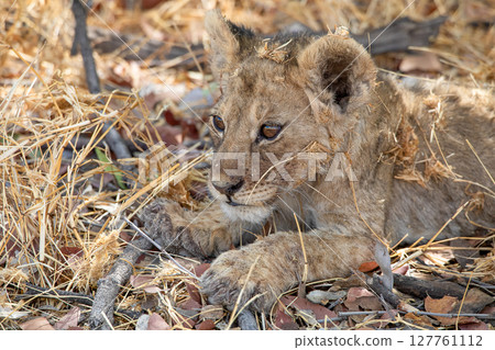Lion at Etosha National Park, Namibia Lion at Etosha National Park, Namibia 127761112
