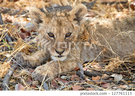 Lion at Etosha National Park, Namibia 127761113