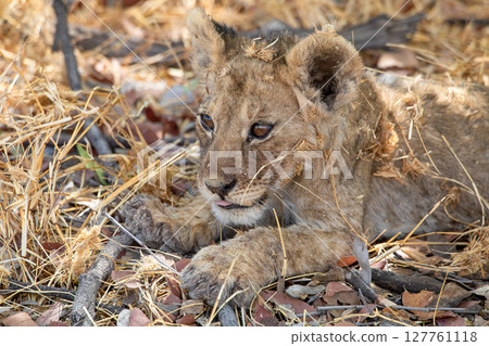 Lion at Etosha National Park, Namibia 127761118