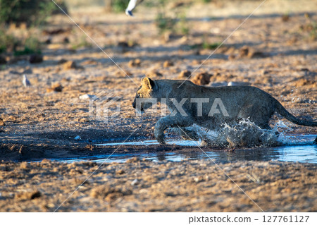 Lion at Etosha National Park, Namibia Lion at Etosha National Park, Namibia 127761127