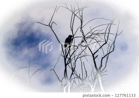 A photo of a red-cheeked starling for an illustration in a fairy tale 127761133
