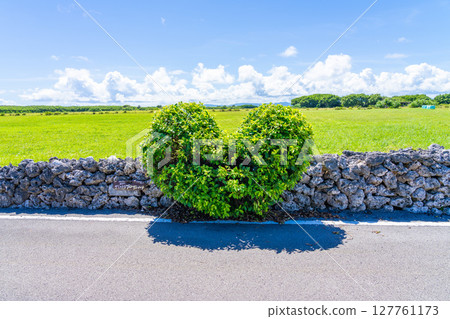 Kuroshima Island with its Gajumaru Heart Kuroshima Island with its Gajumaru Heart 127761173