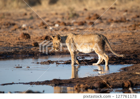 Lion at Etosha National Park, Namibia 127761178