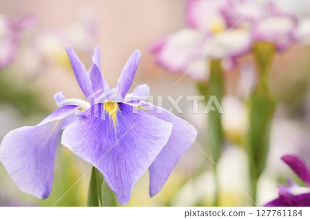 Beautifully blooming irises: a scene from early summer Beautifully blooming irises: a scene from early summer 127761184