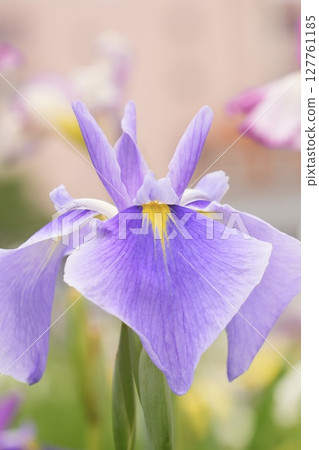 Beautifully blooming light purple irises in early summer Beautifully blooming light purple irises in early summer 127761185