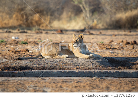 Lion at Etosha National Park, Namibia Lion at Etosha National Park, Namibia 127761250