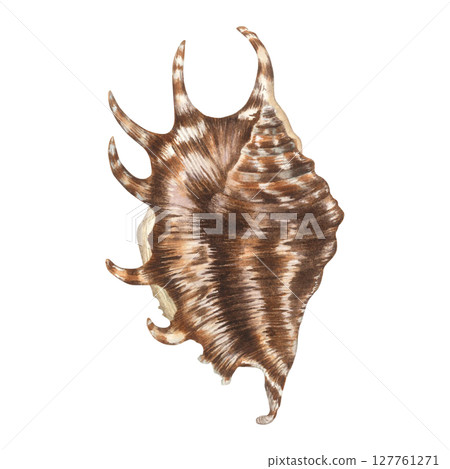 Lambis clam shell with spikes in brown and white colors. Hand drawn watercolor illustration of spiral seashell from the underwater world of the ocean isolated on white background. Marine-style decor. 127761271