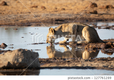 Lion at Etosha National Park, Namibia Lion at Etosha National Park, Namibia 127761289