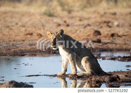 Lion at Etosha National Park, Namibia 127761292