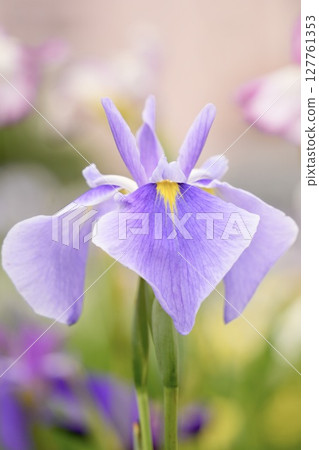Beautifully blooming light purple irises in early summer Beautifully blooming light purple irises in early summer 127761353