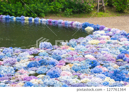Kyuanji Temple - Hydrangea Wall Kyuanji Temple - Hydrangea Wall 127761364