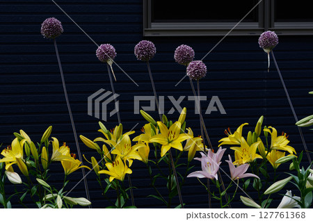 大花百合花 01 大花百合花 01 127761368