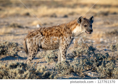 Hyena at Etosha National Park, Namibia 127761370