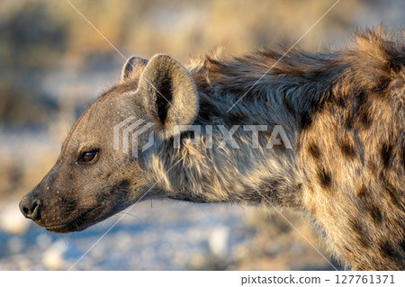Hyena at Etosha National Park, Namibia Hyena at Etosha National Park, Namibia 127761371
