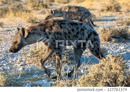 Hyena at Etosha National Park, Namibia 127761374