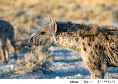 Hyena at Etosha National Park, Namibia Hyena at Etosha National Park, Namibia 127761375