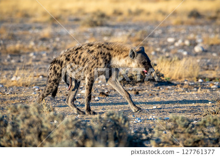 Hyena at Etosha National Park, Namibia 127761377