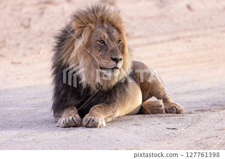 lion kgalagadi 127761398