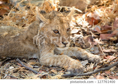 Lion at Etosha National Park, Namibia Lion at Etosha National Park, Namibia 127761400
