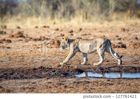 Lion at Etosha National Park, Namibia Lion at Etosha National Park, Namibia 127761421