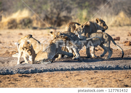 Lion at Etosha National Park, Namibia Lion at Etosha National Park, Namibia 127761432