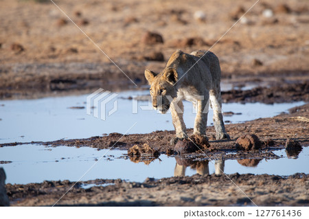Lion at Etosha National Park, Namibia Lion at Etosha National Park, Namibia 127761436