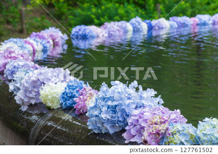 Kyuanji Temple - Hydrangea Wall Kyuanji Temple - Hydrangea Wall 127761502