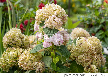 Hydrangea arborescens Candybelle Lollypop (Bubblegum) flowers in garden Hydrangea arborescens Candybelle Lollypop (Bubblegum) flowers in garden 127761712