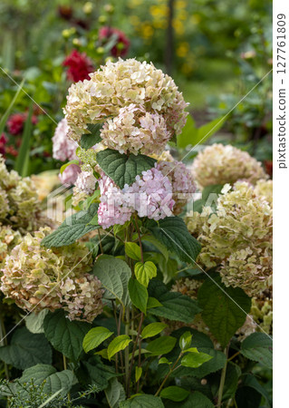 Hydrangea arborescens Candybelle Lollypop (Bubblegum) flowers in garden 127761809