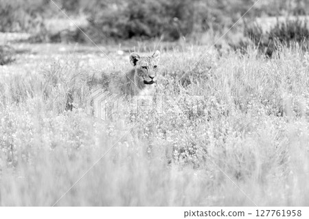 lion in a wild lion in a wild 127761958