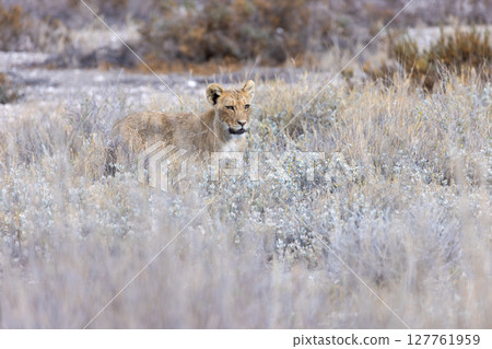 lion cub laying in long grass lion cub laying in long grass 127761959