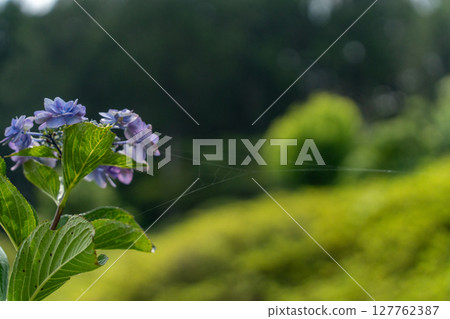 繡球花和隨風搖曳的光芒 127762387