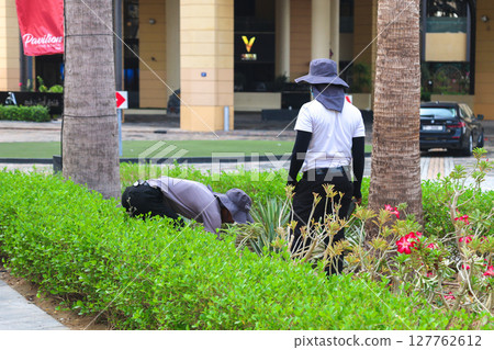 Dubai, UAE - September 29, 2024, Workers tend to plants on a city street on a hot day. Editorial 127762612