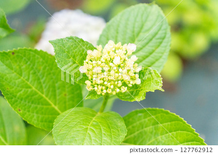 White hydrangea flowers White hydrangea flowers 127762912