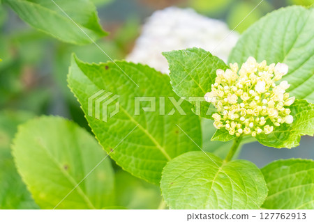 White hydrangea White hydrangea 127762913