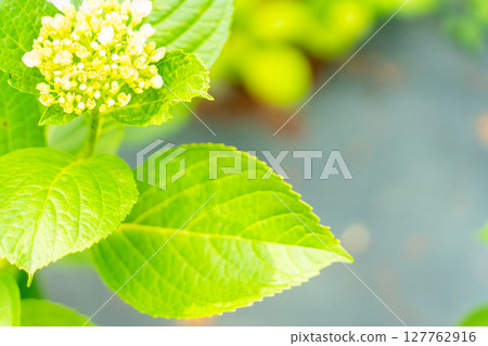 Hydrangea flowers in full bloom shining in the spring light Hydrangea flowers in full bloom shining in the spring light 127762916