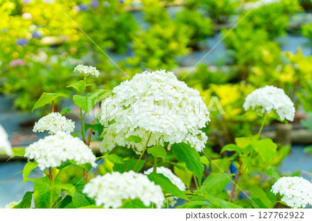 Blue hydrangea Blue hydrangea 127762922