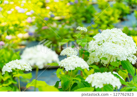 White hydrangea White hydrangea 127762923