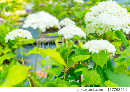 Hydrangea blooming in the rainy season Hydrangea blooming in the rainy season 127762924