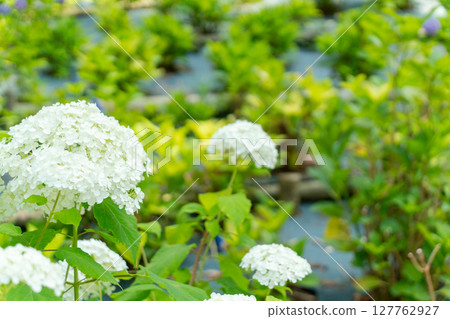Blue hydrangea 127762927
