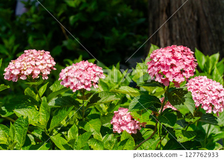 Red hydrangea flower 127762933