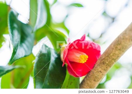 Sunlit red camellia Sunlit red camellia 127763049