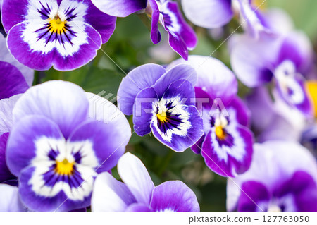 A cluster of purple pansies 127763050